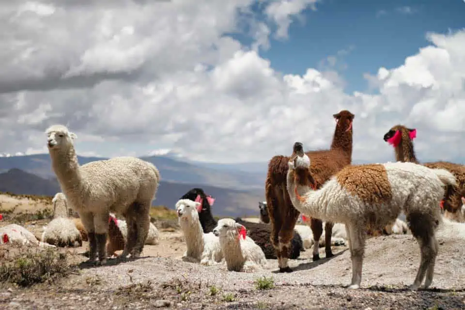 Alpaca-Products-in-Peru