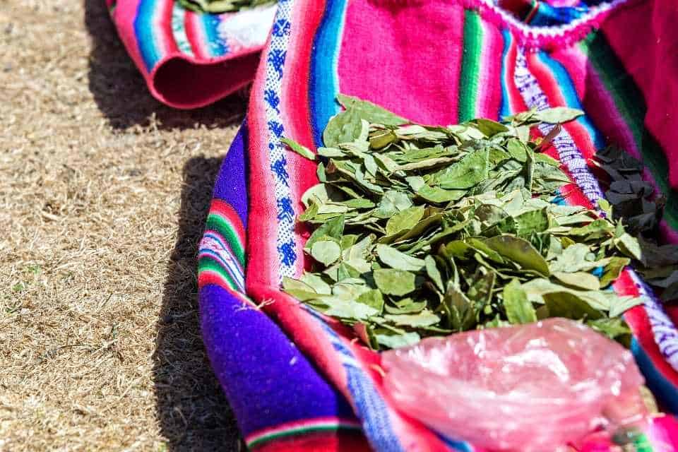 Coca Leaves Peru