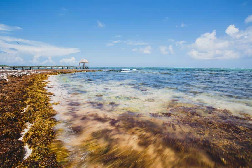 Sargassum-Seaweed-Tulum-Mexico