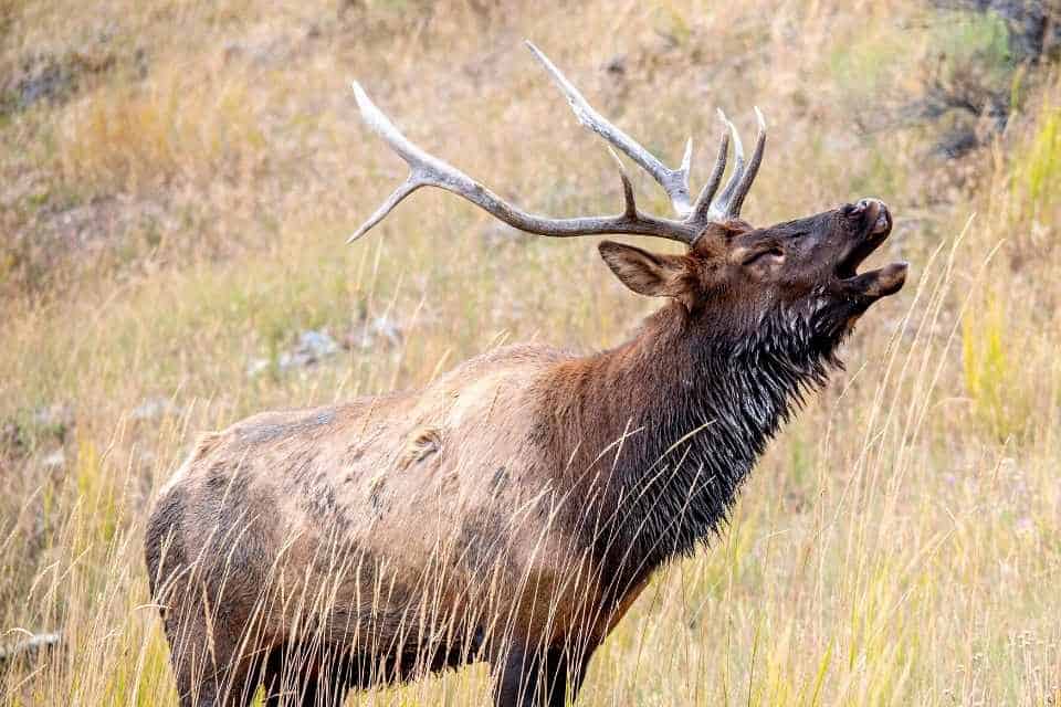 Elk Rut Yellowstone