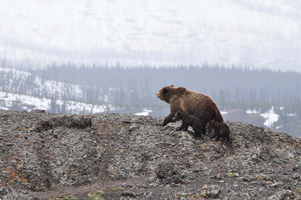 Grizzly-Bears-Yellowstone-National-PArk