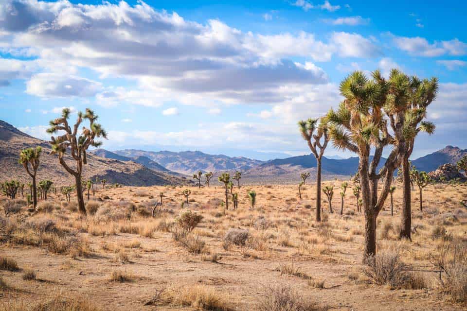 Joshua-Tree-National-Park-January