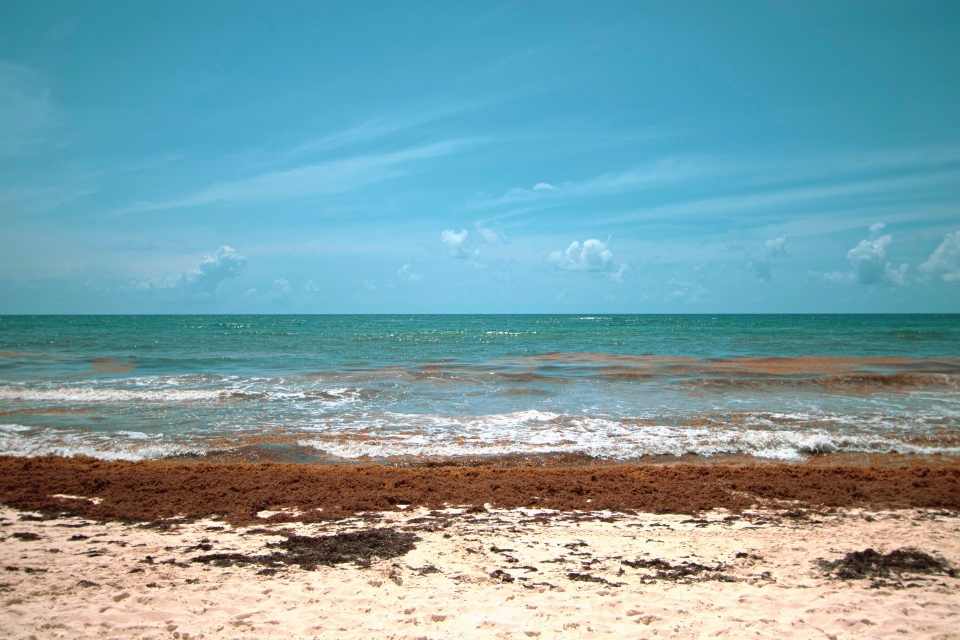 Sargassum Seaweed in September Tulum