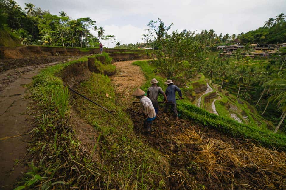 Tegalalang-Rice-Terraces-Bali-Indonesia