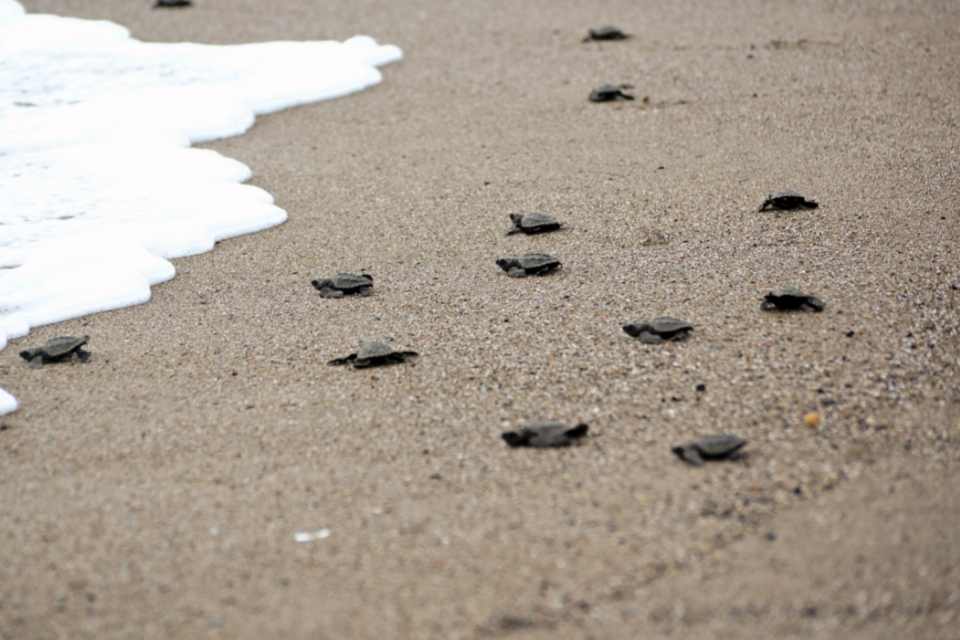 Turtle Hatchling Release Tulum