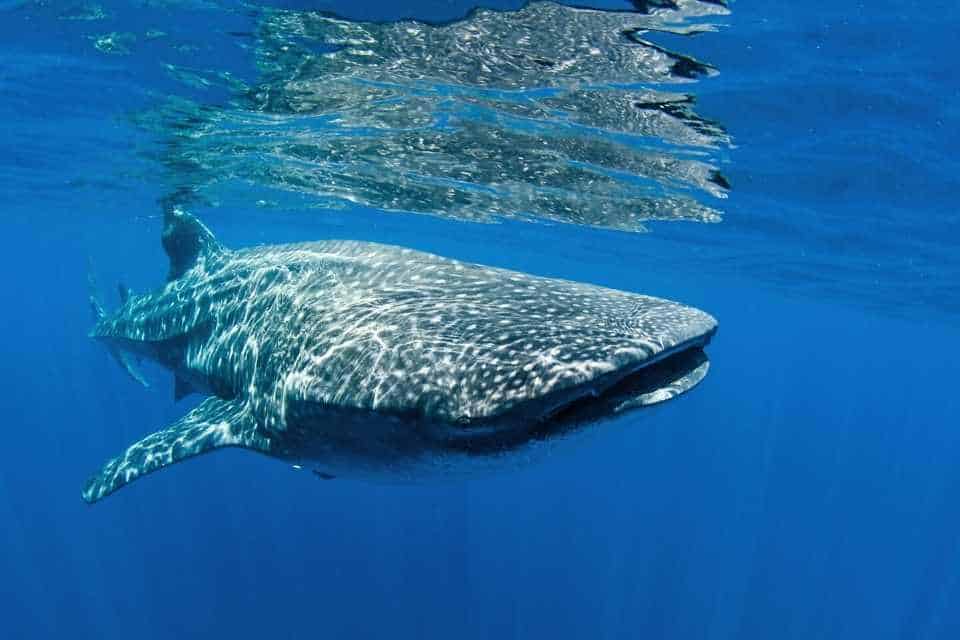 Whale Sharks Mexico