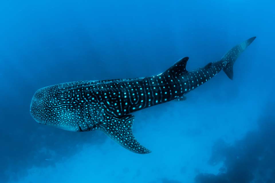 Whale-Sharks-in-June
