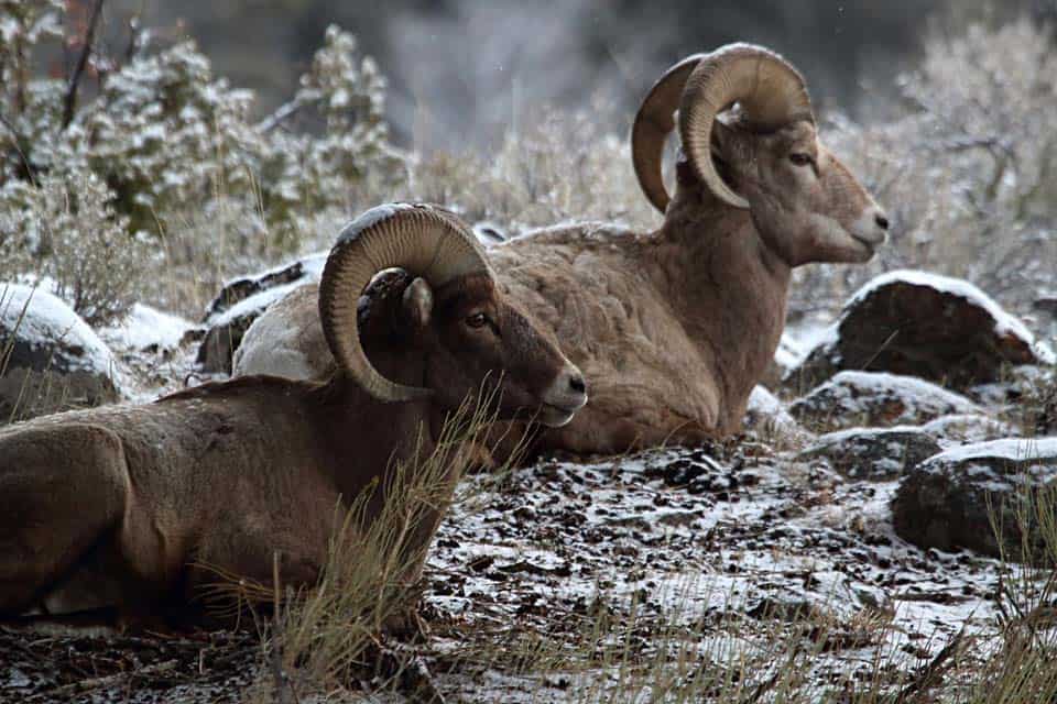Bighorn-Sheep-November