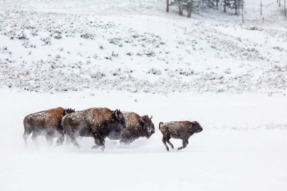 Lamar-Valley-Winter-Wildlife