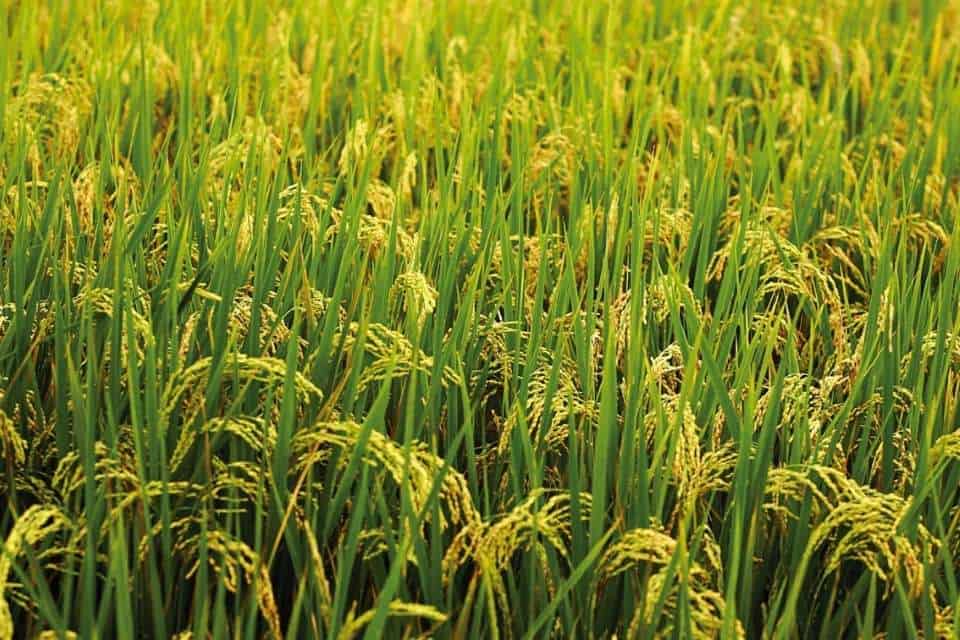 Rice Production Arkansas