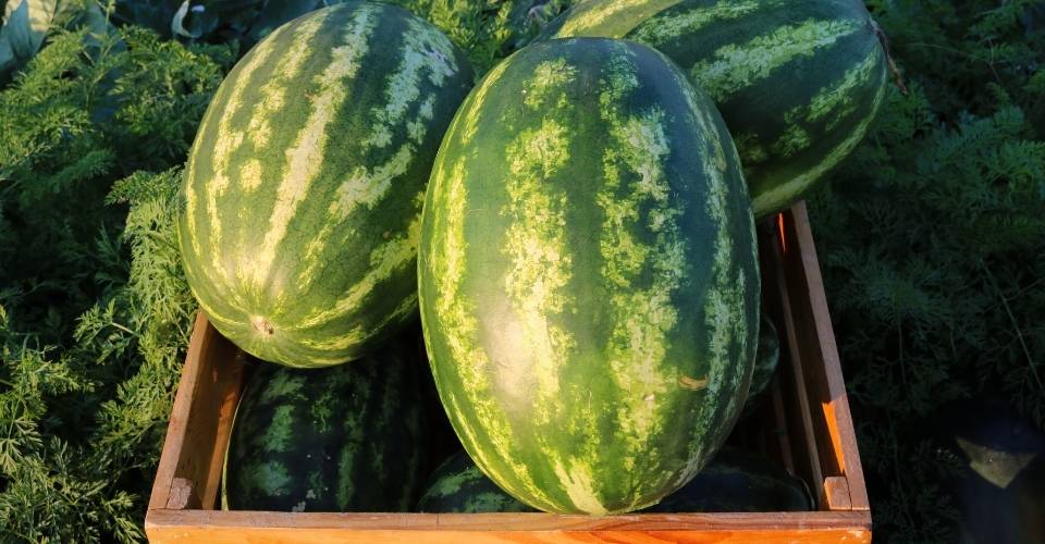 Watermelons in Arkansas