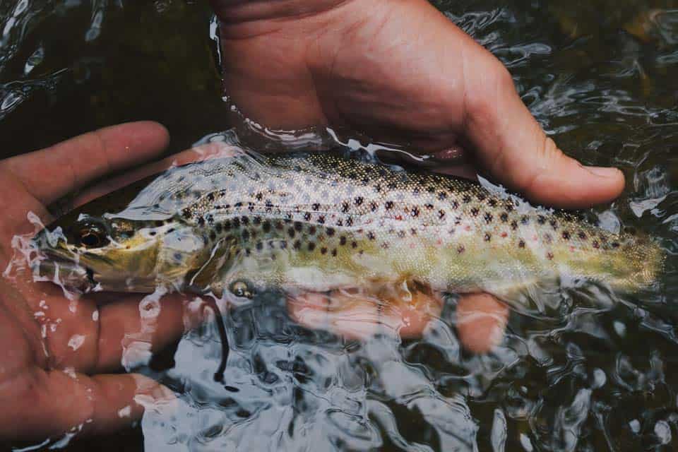 Fishing-West-Yellowstone