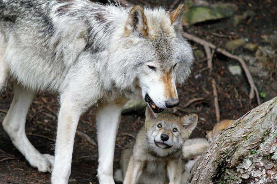 Grizzly-and-Wolf-Discovery-Center-West-Yellowstone