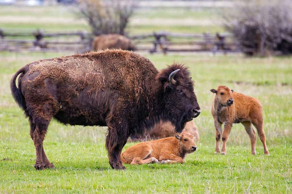 Bison-Calves-In-May-In-Yellowstone-Featured