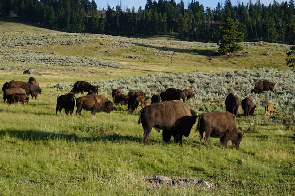 Lamar-Valley-May-Bison