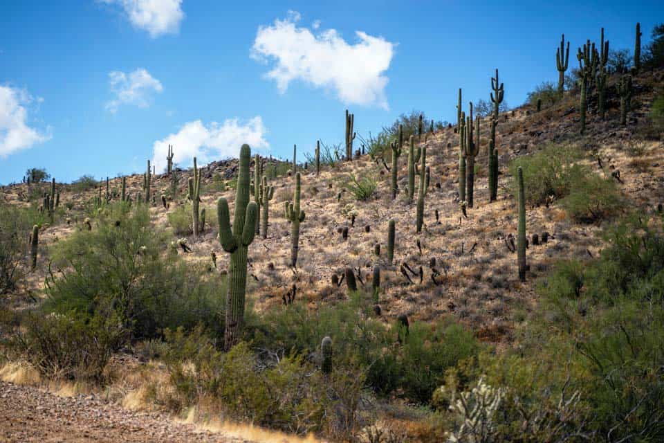 What-Is-Arizona-Famous-For-Saguaro-Cactus
