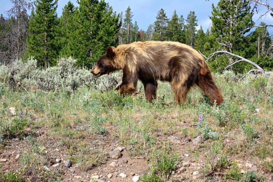 Yellowstone in May Wildlife