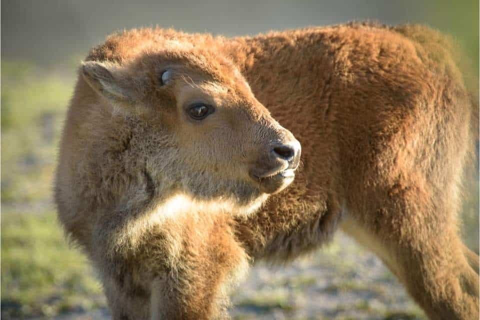 Bison Calves Spring yellowstone