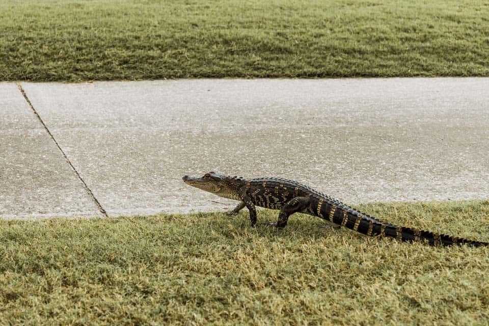 Florida-Alligators