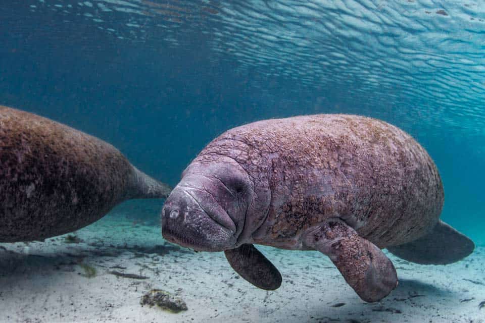 Manatees-Florida