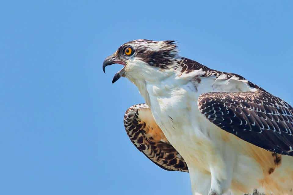 Osprey-Yellowstone