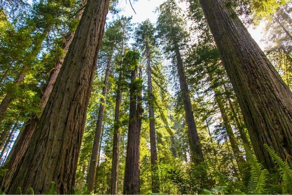 Redwood Trees