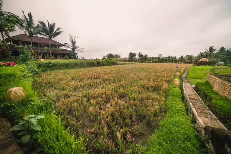 Rice-Terrace-Bali-Cheap-Expensive-Featured