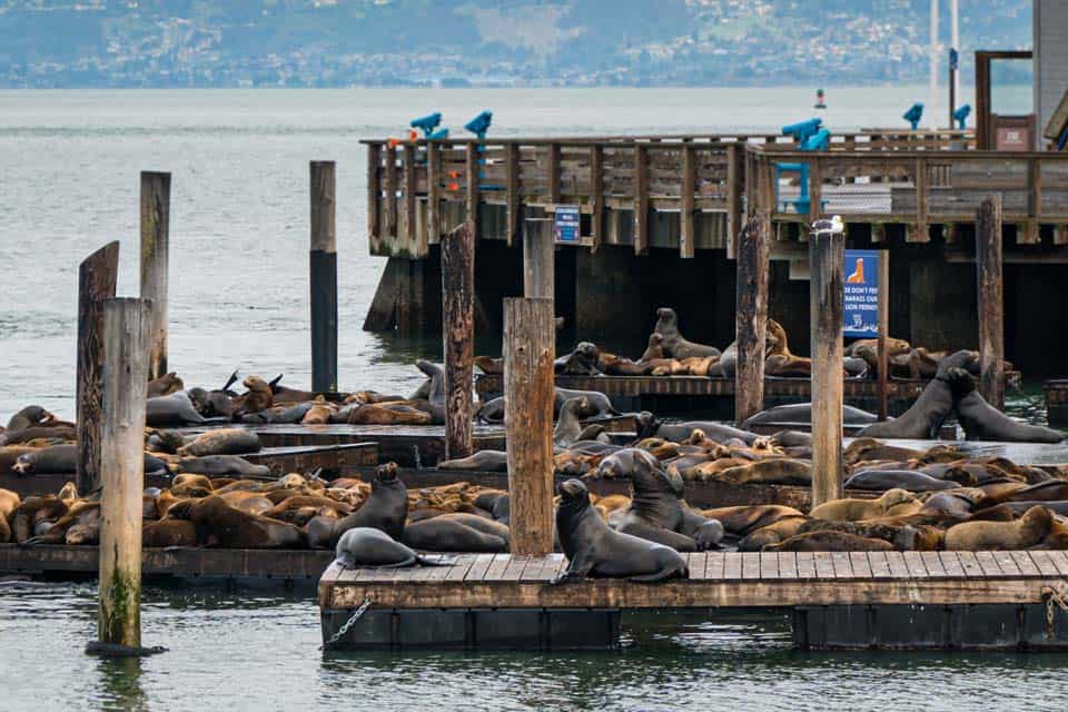 Sea-Lions-San-Francisco-Fisherman's-Wharf