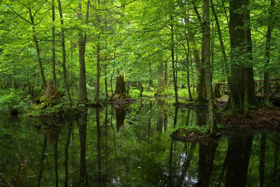 Bialowieza-Forest-Poland
