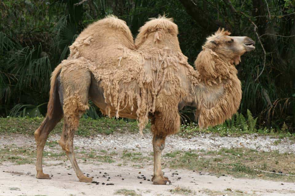 Miami-Zoo-Camel