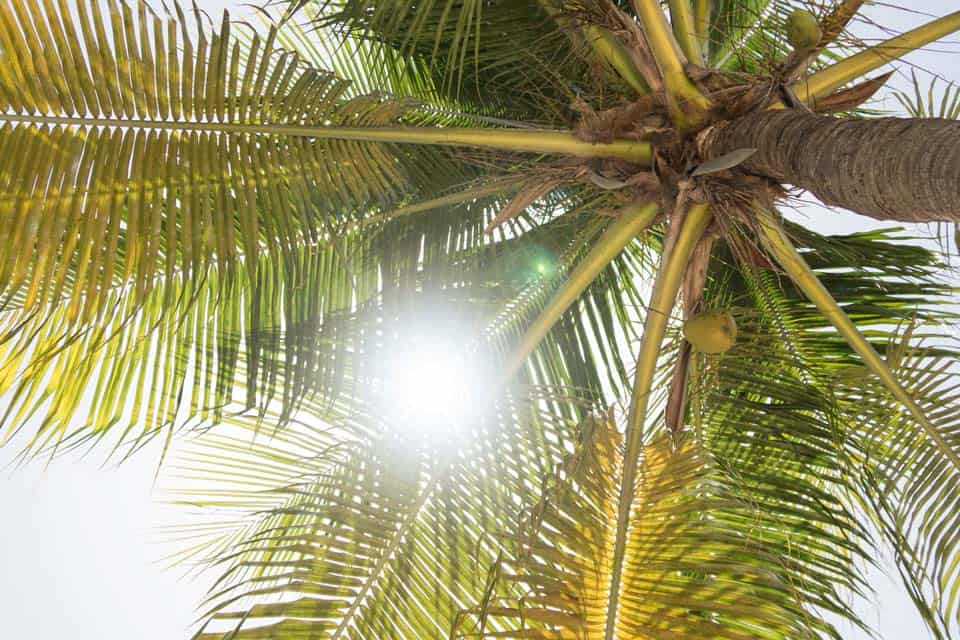 Miami-sunny-Weather-Palm-Tree