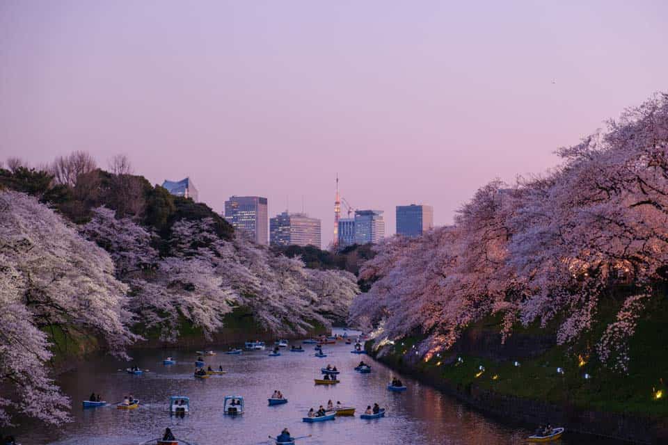 Tokyo-Cherry-Blossom