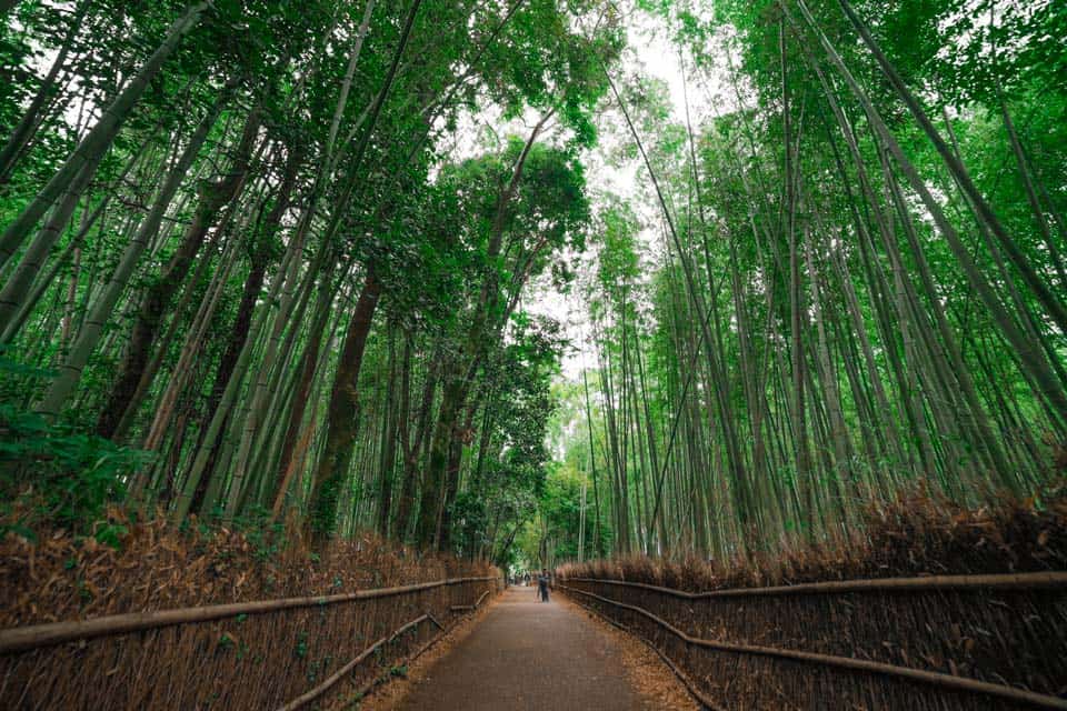 Arashiyama-Bamboo-Forest-Kyoto-Daytime