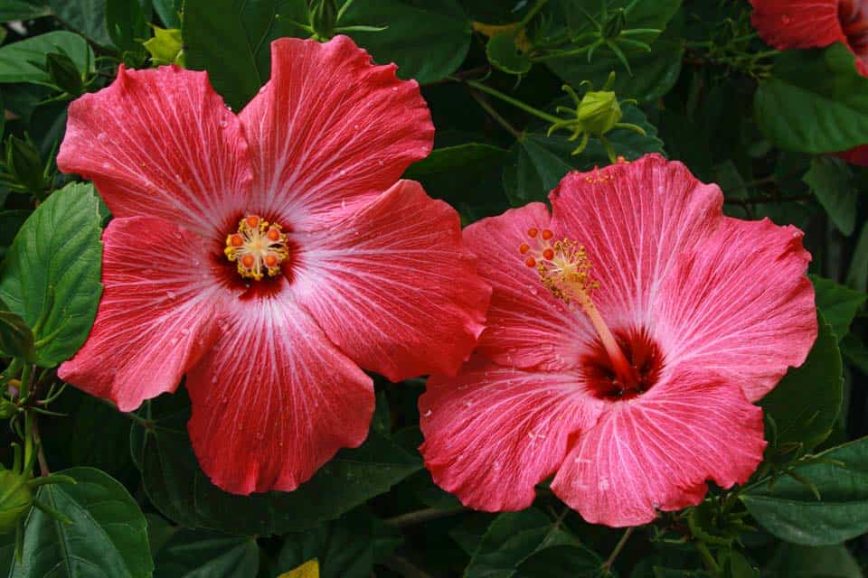 Hibiscus-Flower-Hawaii