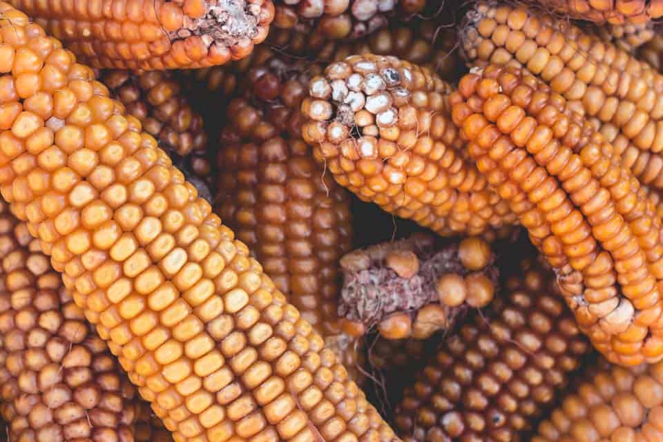 Maize-Corn-Mexico