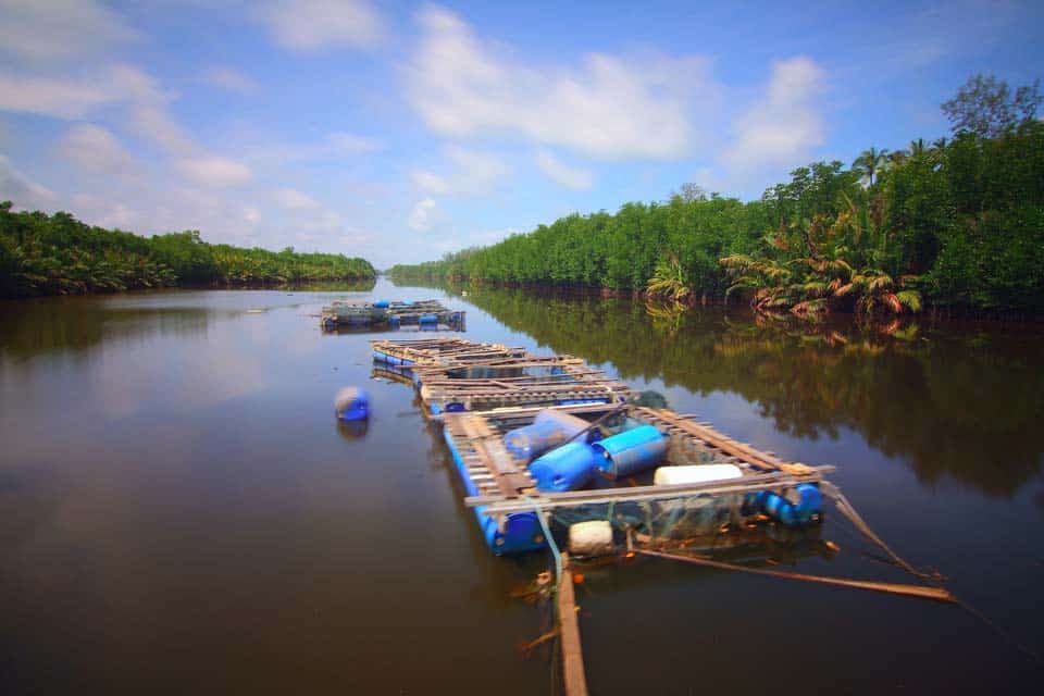 Mangrove-In-El-Paredon