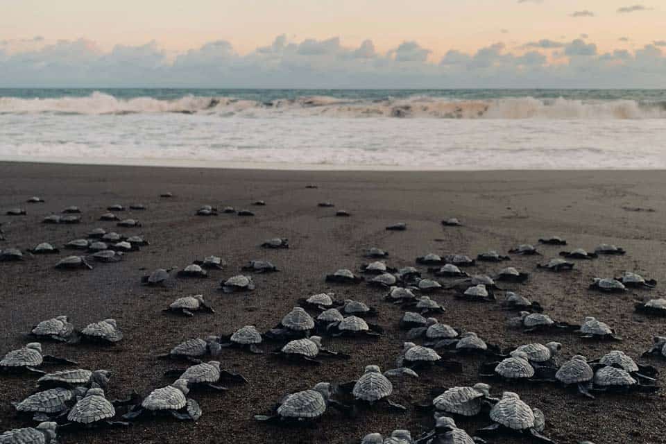 Turtles-Release-Guatemala