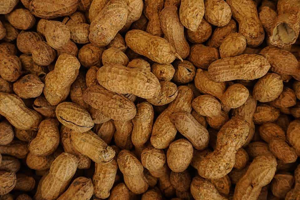 Peanuts-Georgia-Famous-Produce