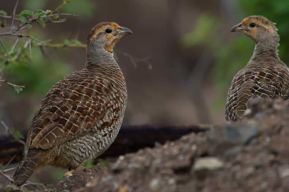 Quails-Georgia