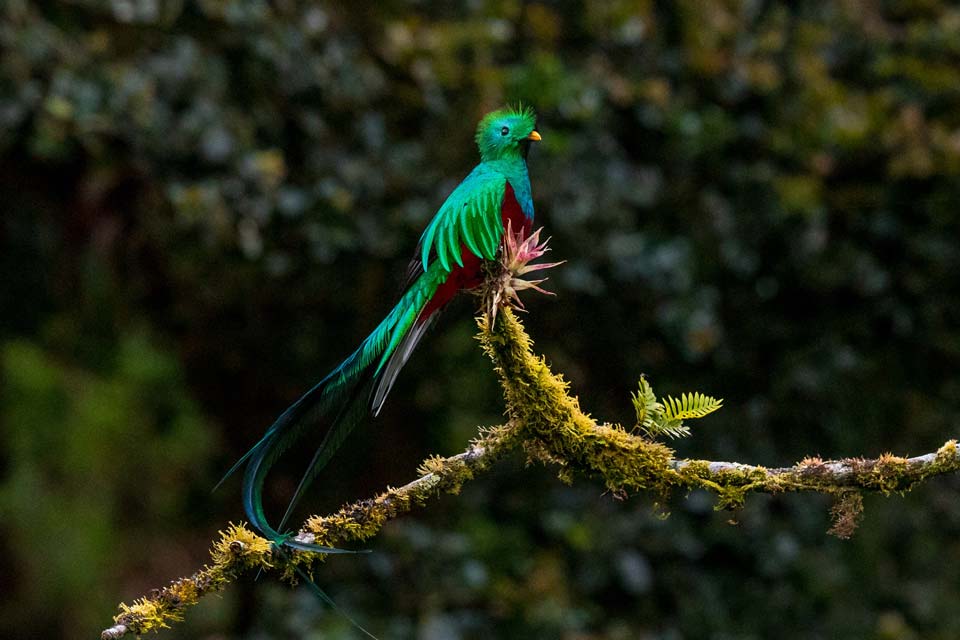 Respledent-Quetzal-Guatemala
