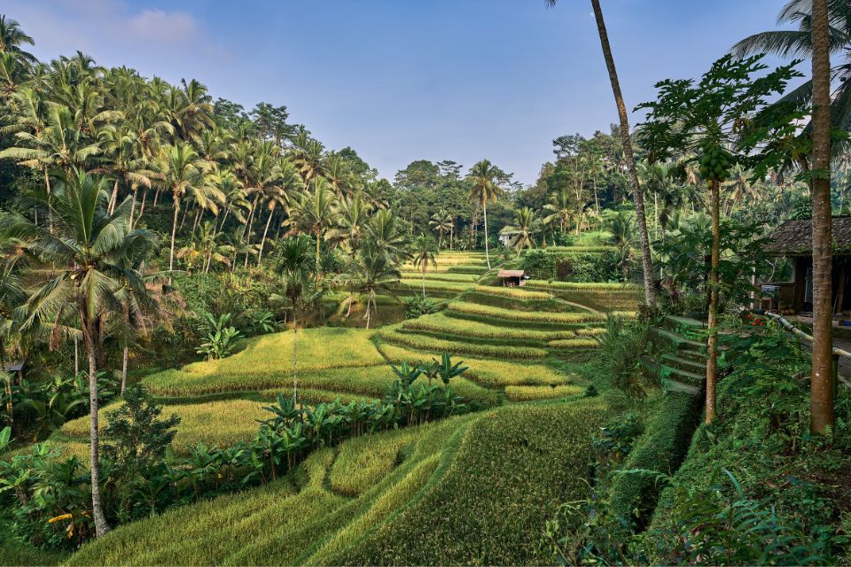 canggu-or-ubud-is prettier Terraces 