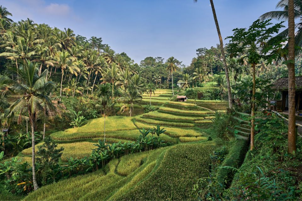 canggu-or-ubud-is prettier Terraces