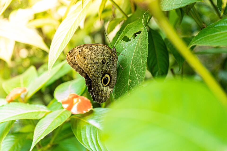 Mariposario-of-Machu Picchu