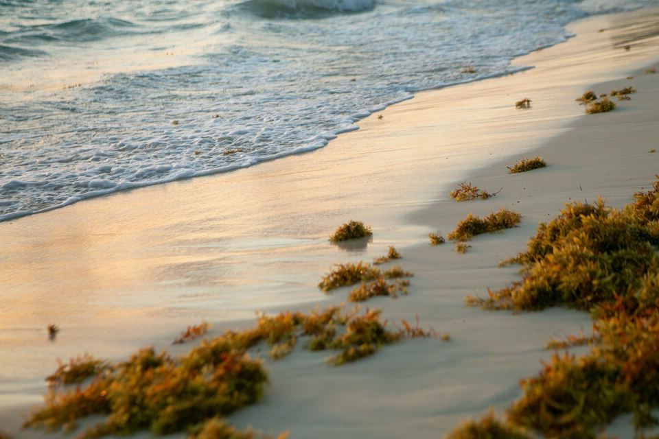 avoid-during-the-Sargassum-Seaweed-season